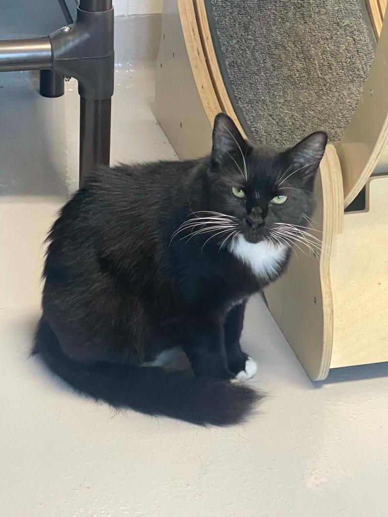Enlarge Willow, a Adoptable mixed breed in Hamilton, OH image 2/4