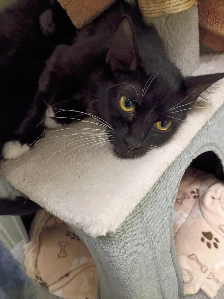 Enlarge Willow, a Adoptable mixed breed in Hamilton, OH image 1/2