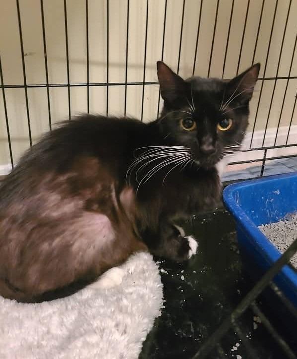 Enlarge Willow, a Adoptable mixed breed in Hamilton, OH image 2/2