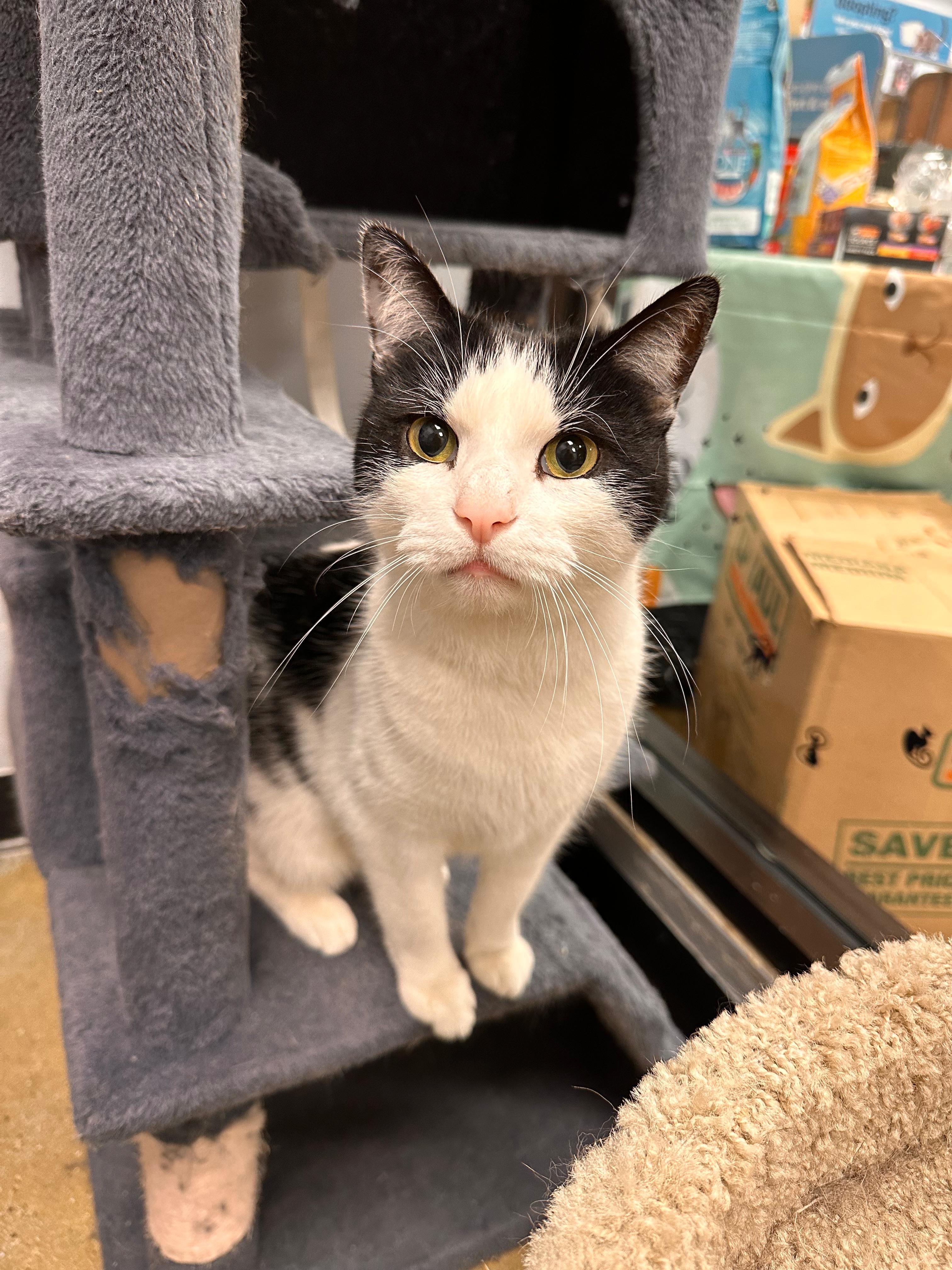 Shakerton, ADOPTABLE, Adult Male Domestic Short Hair.