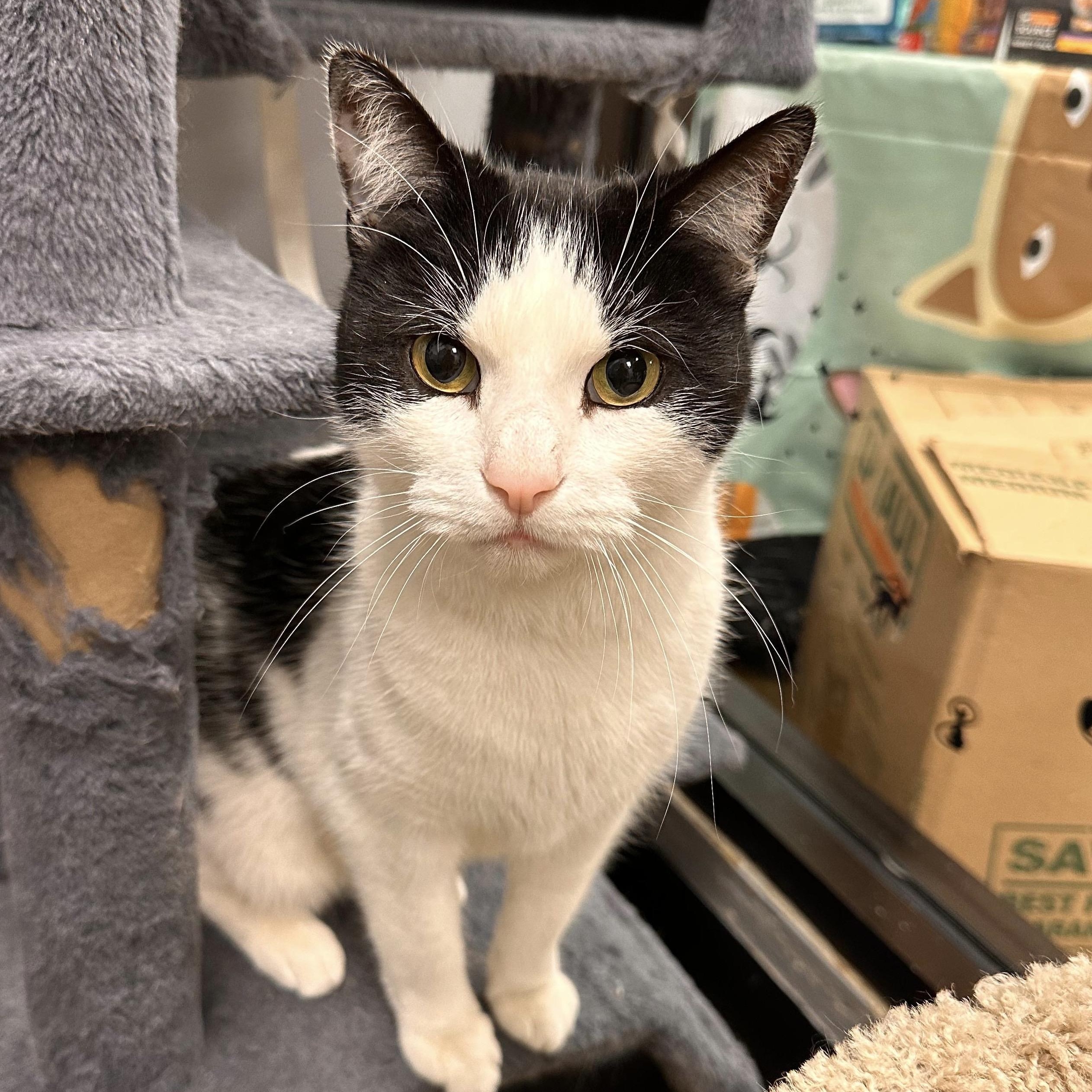 Shakerton, a ADOPTABLE Domestic Short Hair in Maple Shade, NJ image 2/2