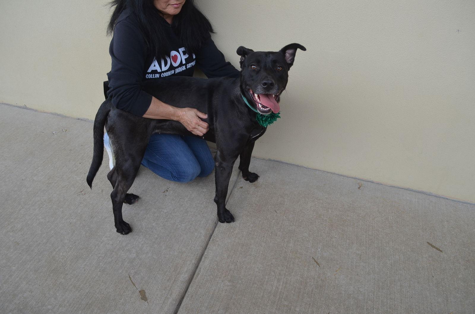 Orla, Adoptable, Young Female Pit Bull Terrier.