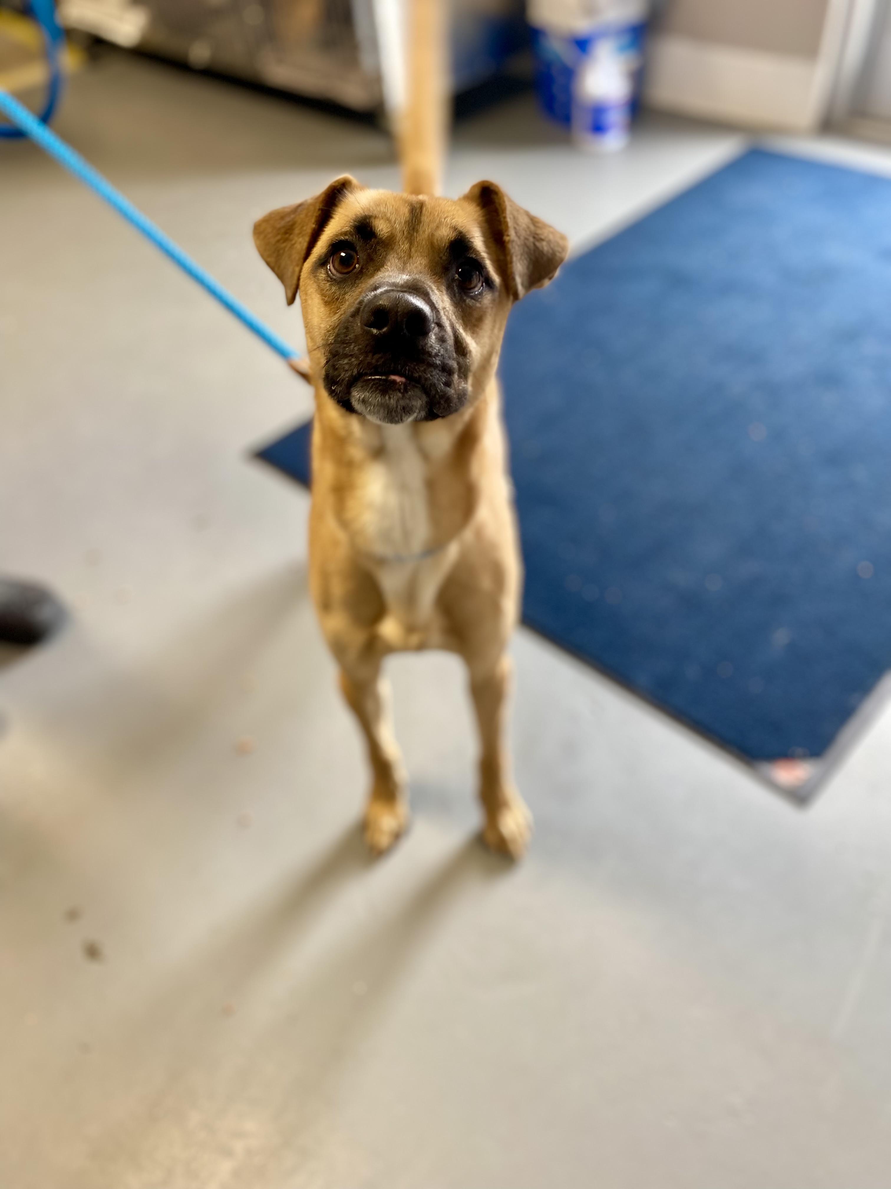 Mister, Young Male Mountain Cur