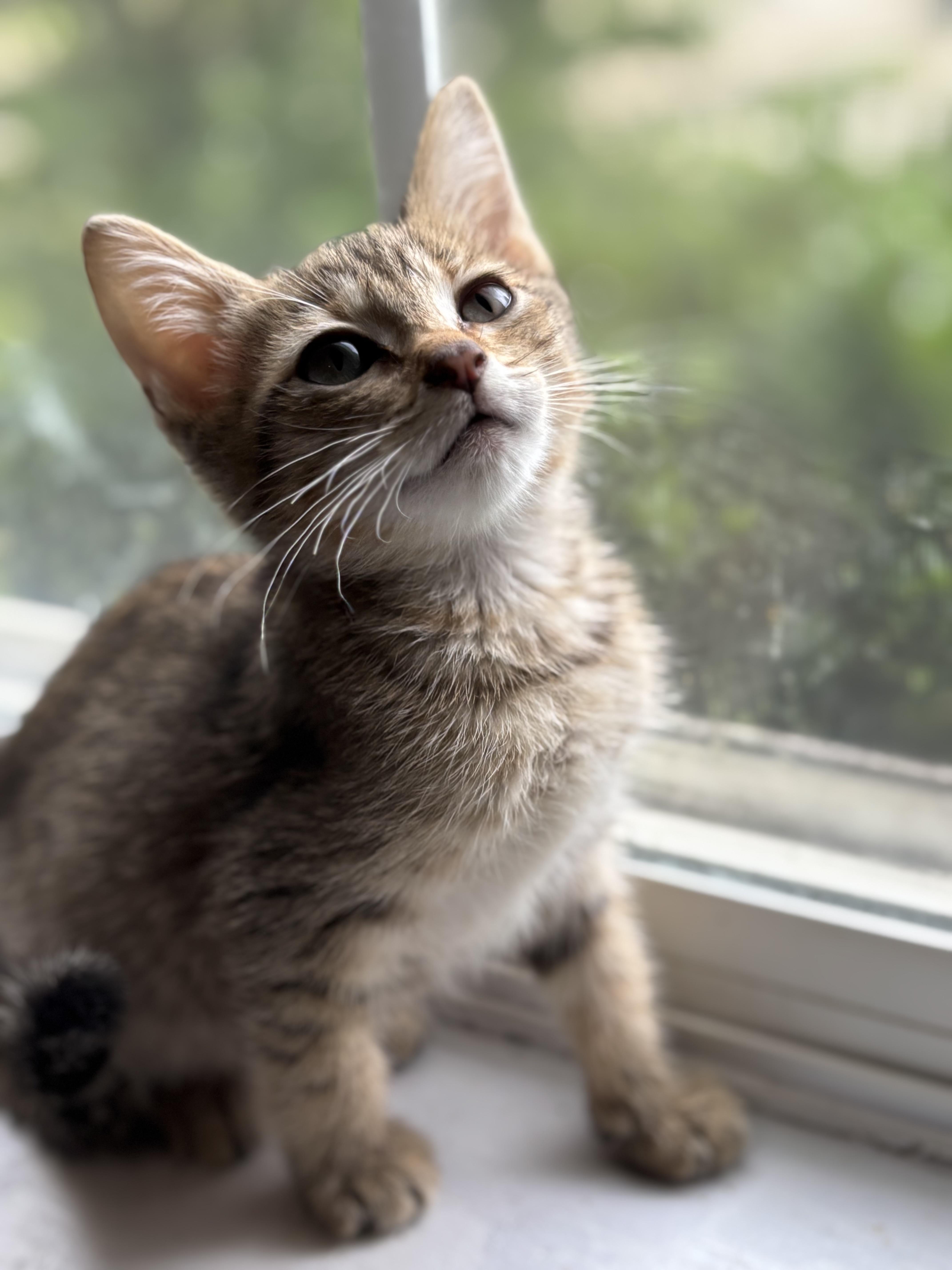 Wagyu, a Adopted Domestic Short Hair in Leesville, SC image 3/3
