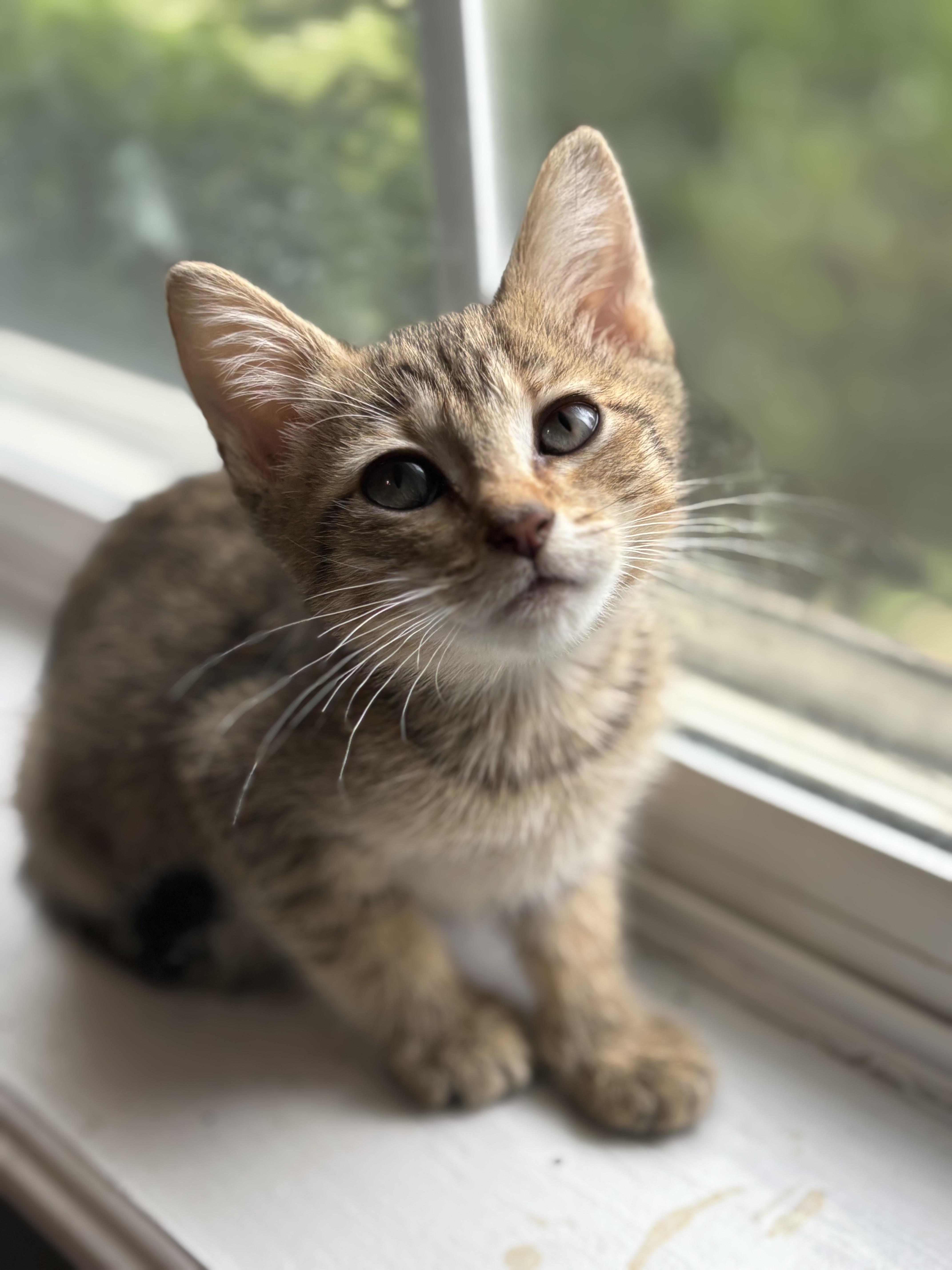 Wagyu, Adopted, Young Female Domestic Short Hair.