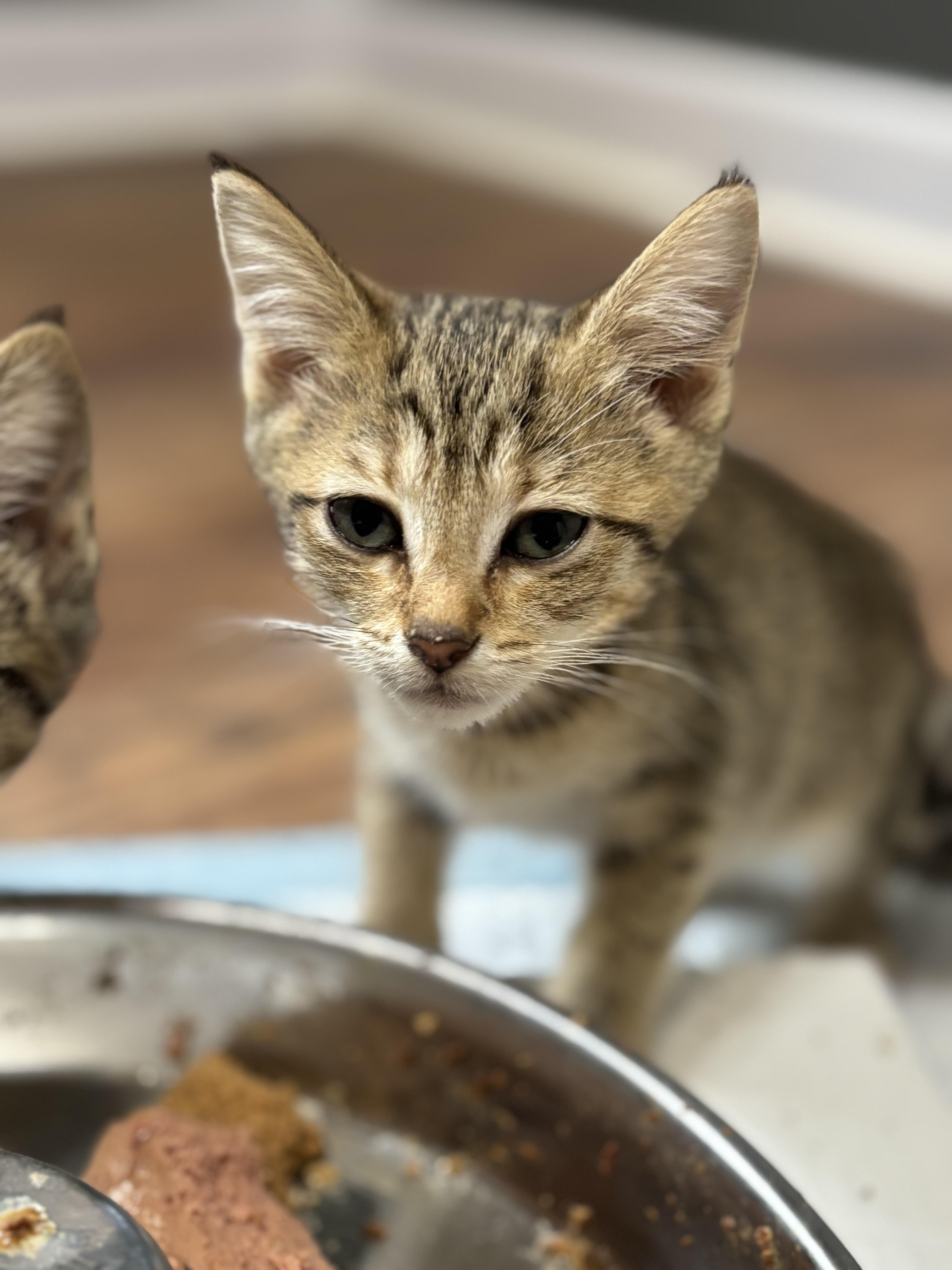 Wagyu, a Adopted Domestic Short Hair in Leesville, SC image 2/3