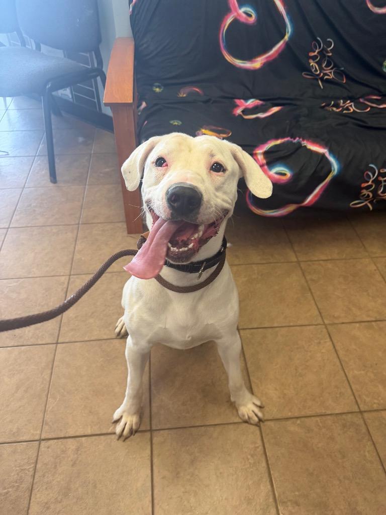 Sizz, Adoptable, Young Male Pit Bull Terrier.