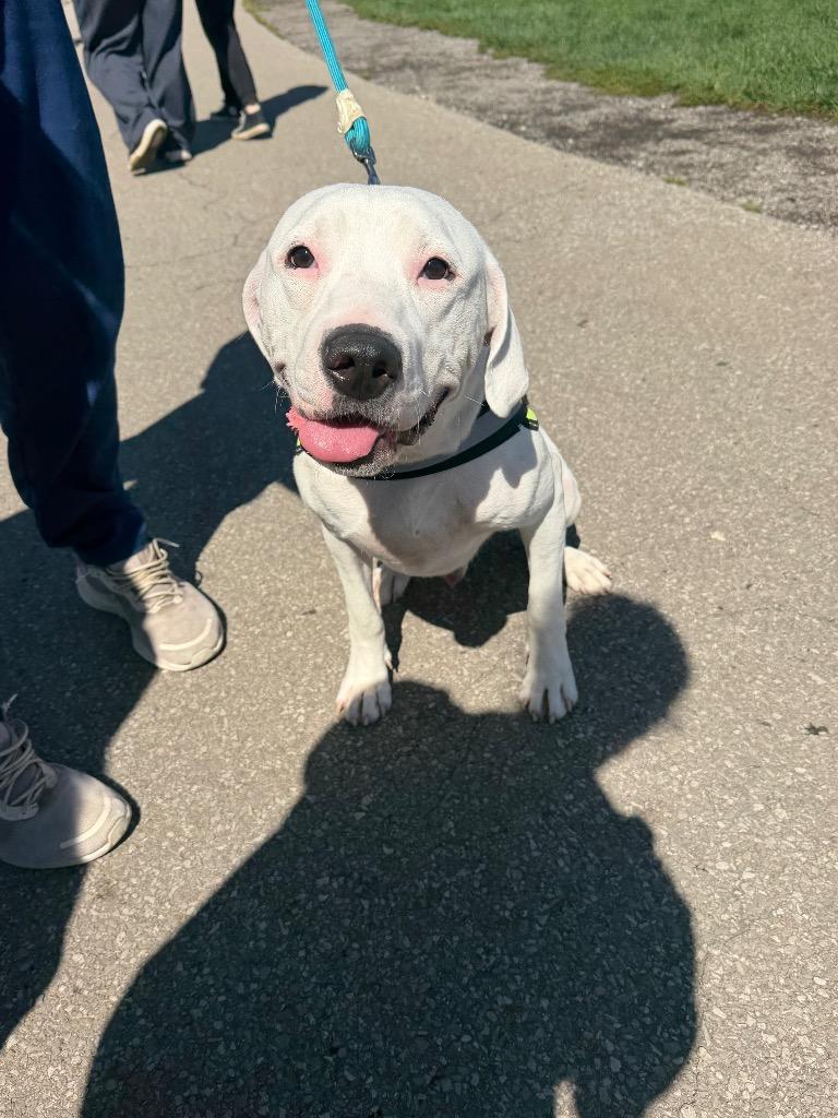 Enlarge Sizz, a Adoptable Pit Bull Terrier in Marion, OH image 2/2