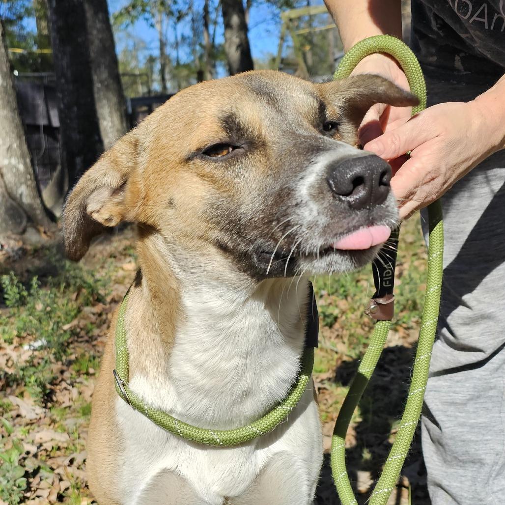 Enlarge Chase, a Adoptable mixed breed in Ft Walton Beach , FL image 5/5