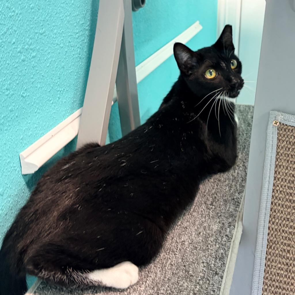 Mittens, Adoptable, Kitten Female Domestic Short Hair.