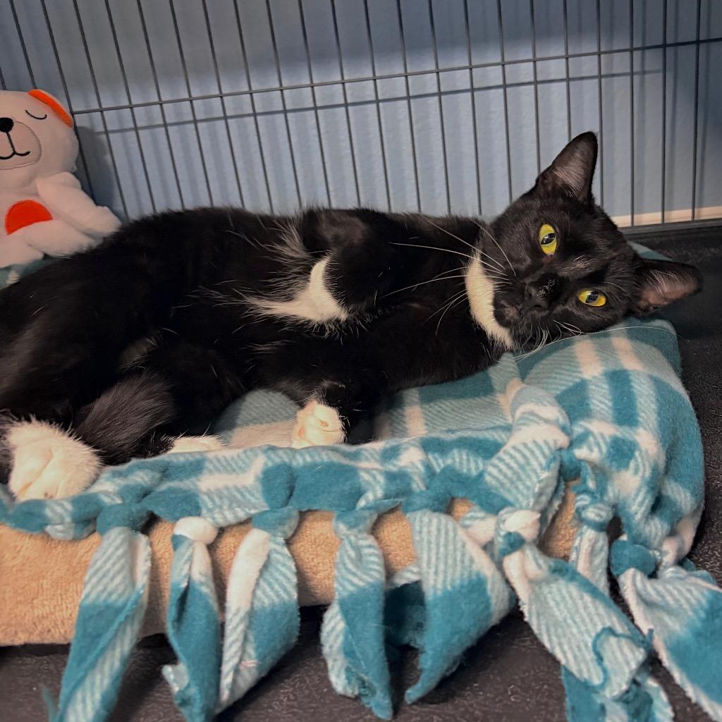 Mittens, Adoptable, Kitten Female Domestic Short Hair.