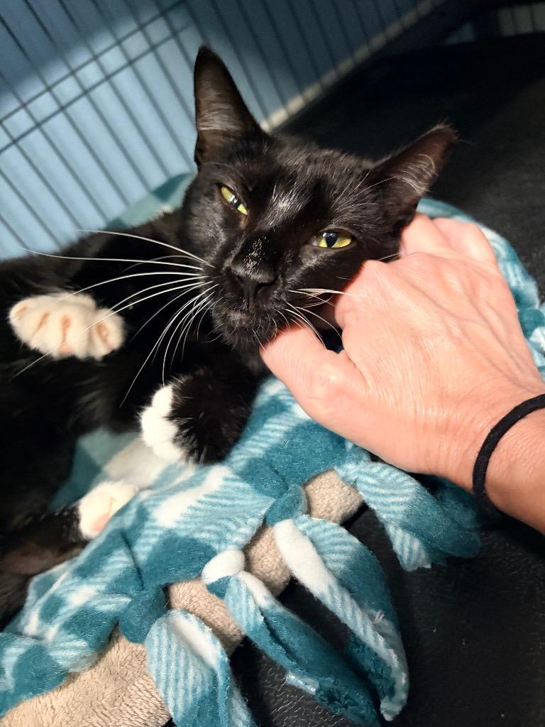 Enlarge Mittens, a Adoptable mixed breed in Magnolia, TX image 2/2