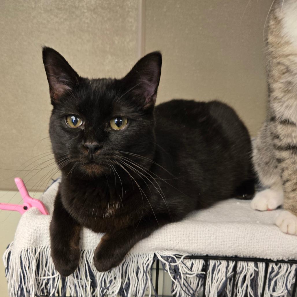 Enlarge Wheezy, a Adoptable Domestic Medium Hair in Pennsville, NJ image 1/1