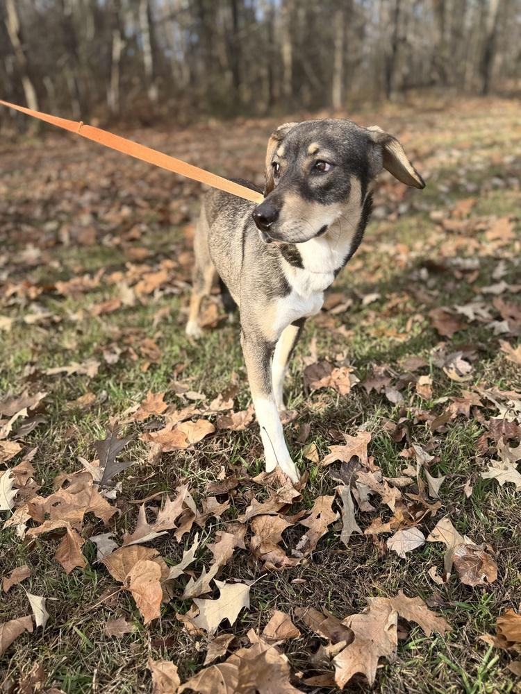 Enlarge Lindy 25D-111, a Adoptable mixed breed in Corinth, MS image 1/6