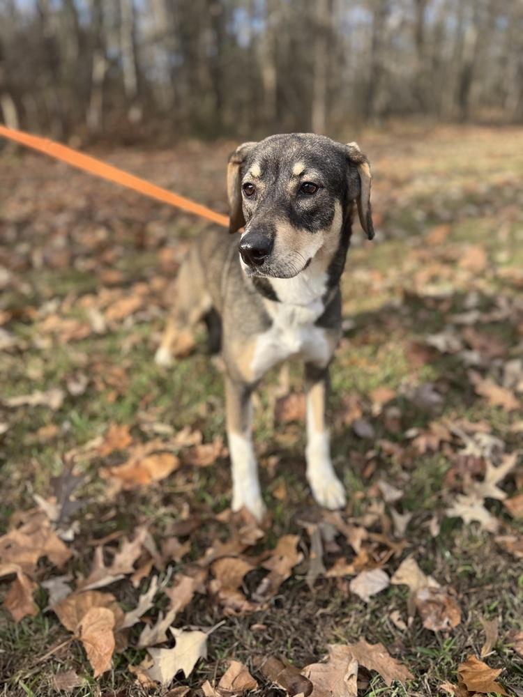 Enlarge Lindy 25D-111, a Adoptable mixed breed in Corinth, MS image 2/6