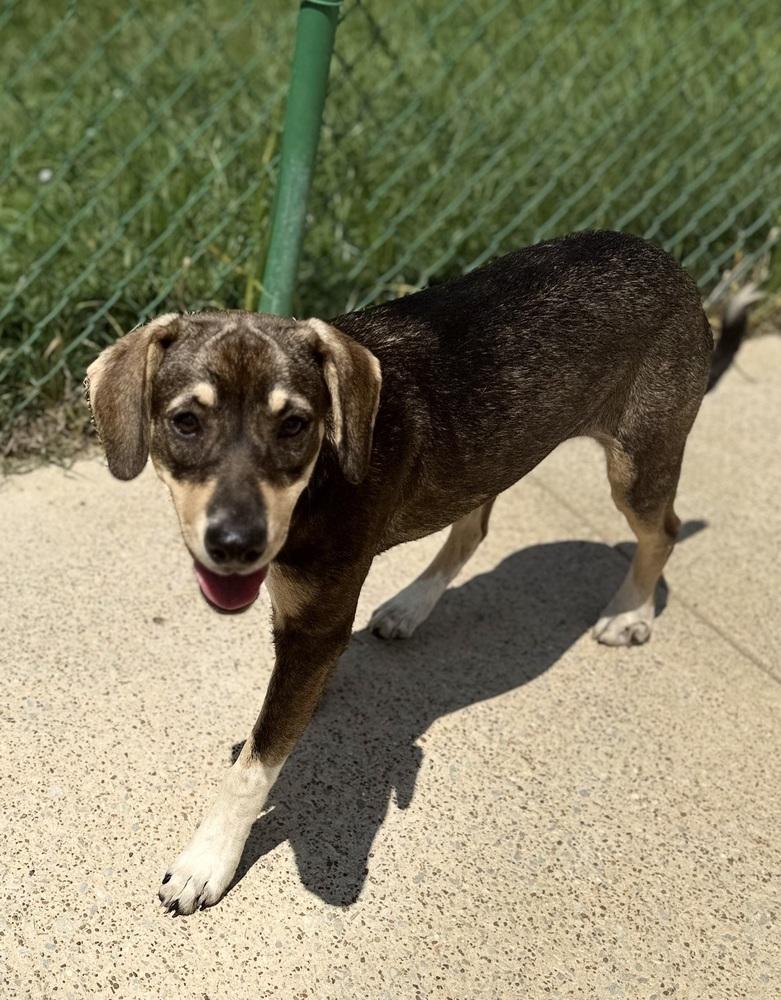Enlarge Lindy 25D-111, a Adoptable mixed breed in Corinth, MS image 3/6