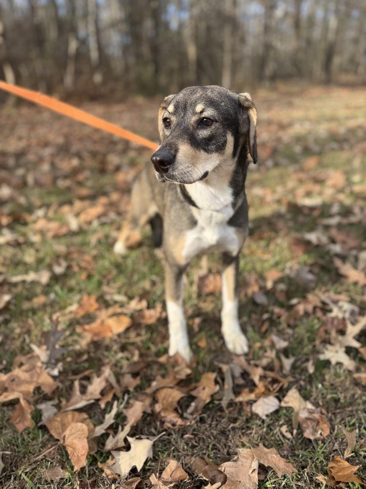 Enlarge Lindy 25D-111, a Adoptable mixed breed in Corinth, MS image 5/6