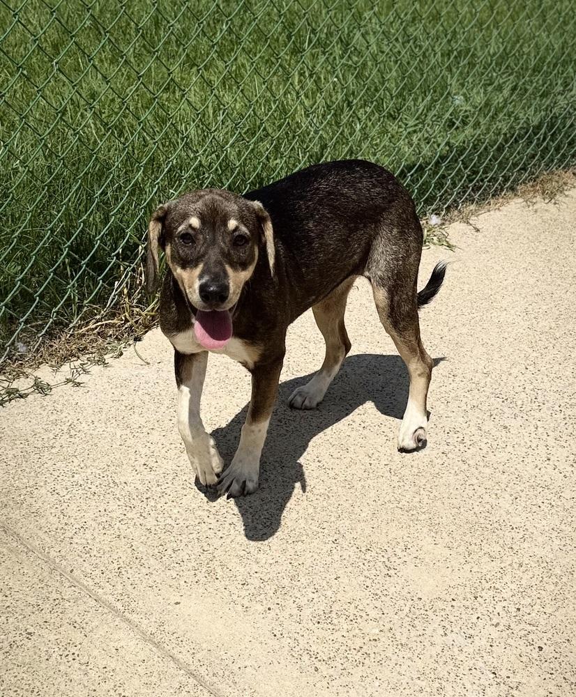 Enlarge Lindy 25D-111, a Adoptable mixed breed in Corinth, MS image 6/6