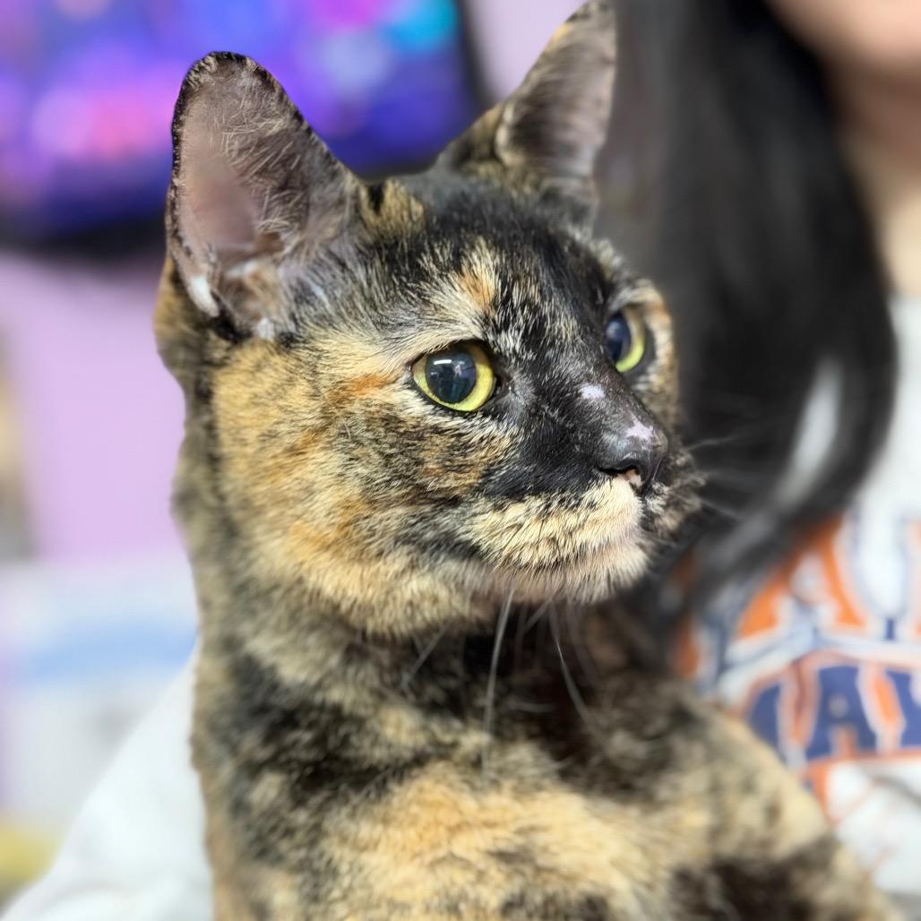 Rom Com, Adoptable, Adult Female Domestic Short Hair & Domestic Short Hair.