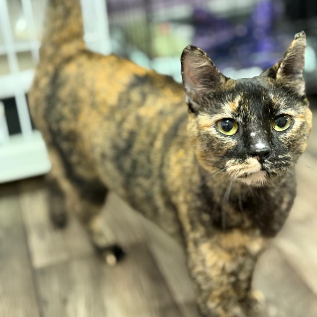 Rom Com, a Adoptable mixed breed in Boerne, TX image 2/6