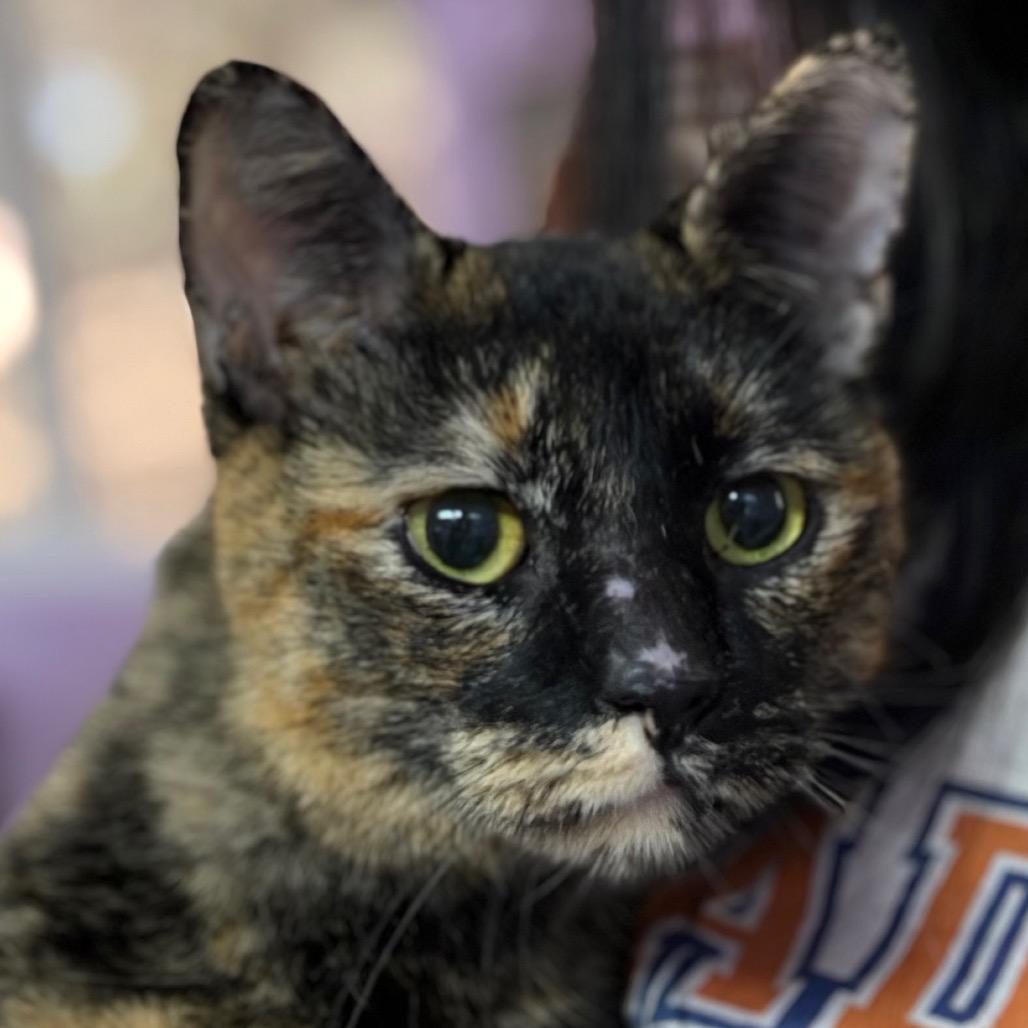 Rom Com, a Adoptable mixed breed in Boerne, TX image 3/6