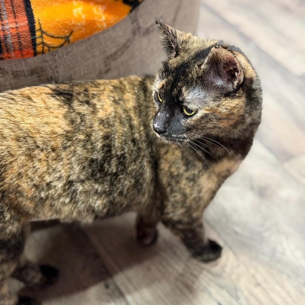 Rom Com, a Adoptable mixed breed in Boerne, TX image 4/6