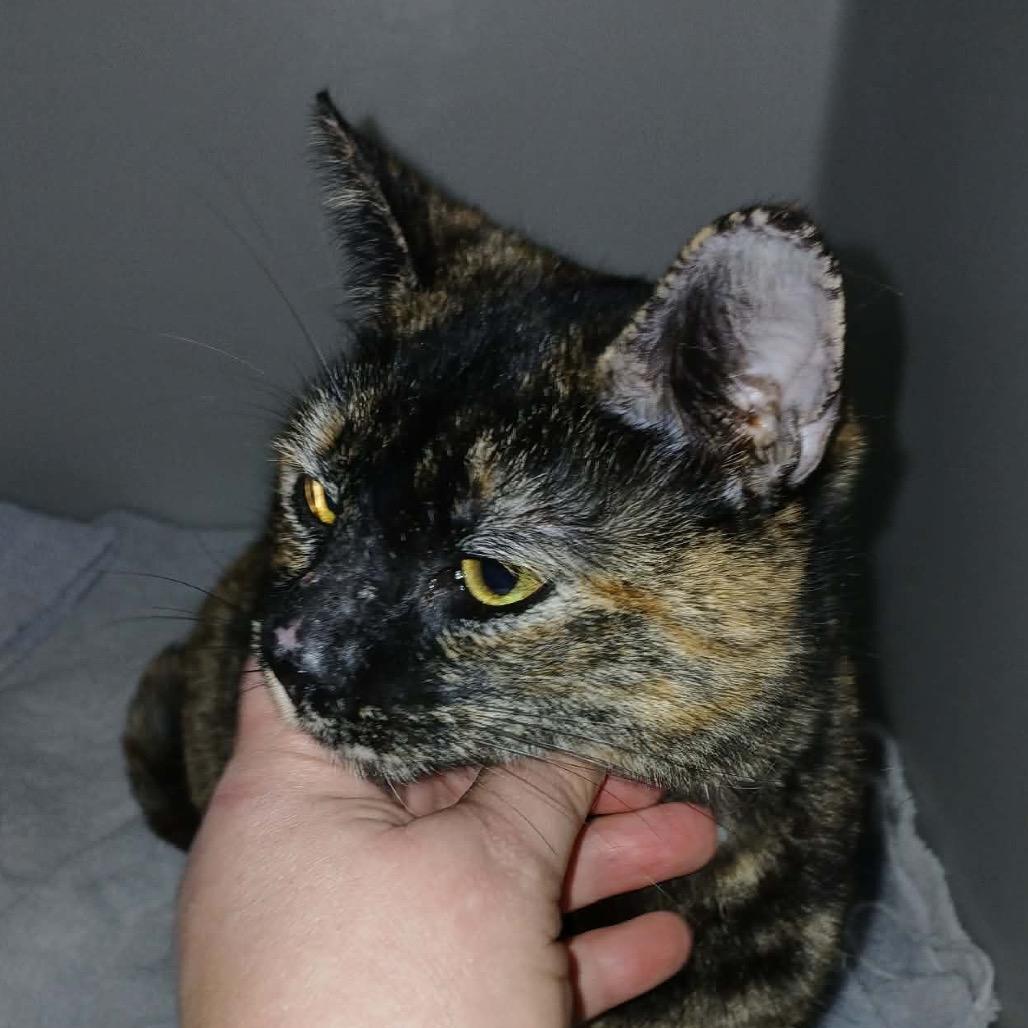 Rom Com, a Adoptable mixed breed in Boerne, TX image 5/6