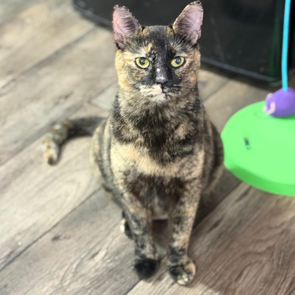 Rom Com, a Adoptable mixed breed in Boerne, TX image 6/6