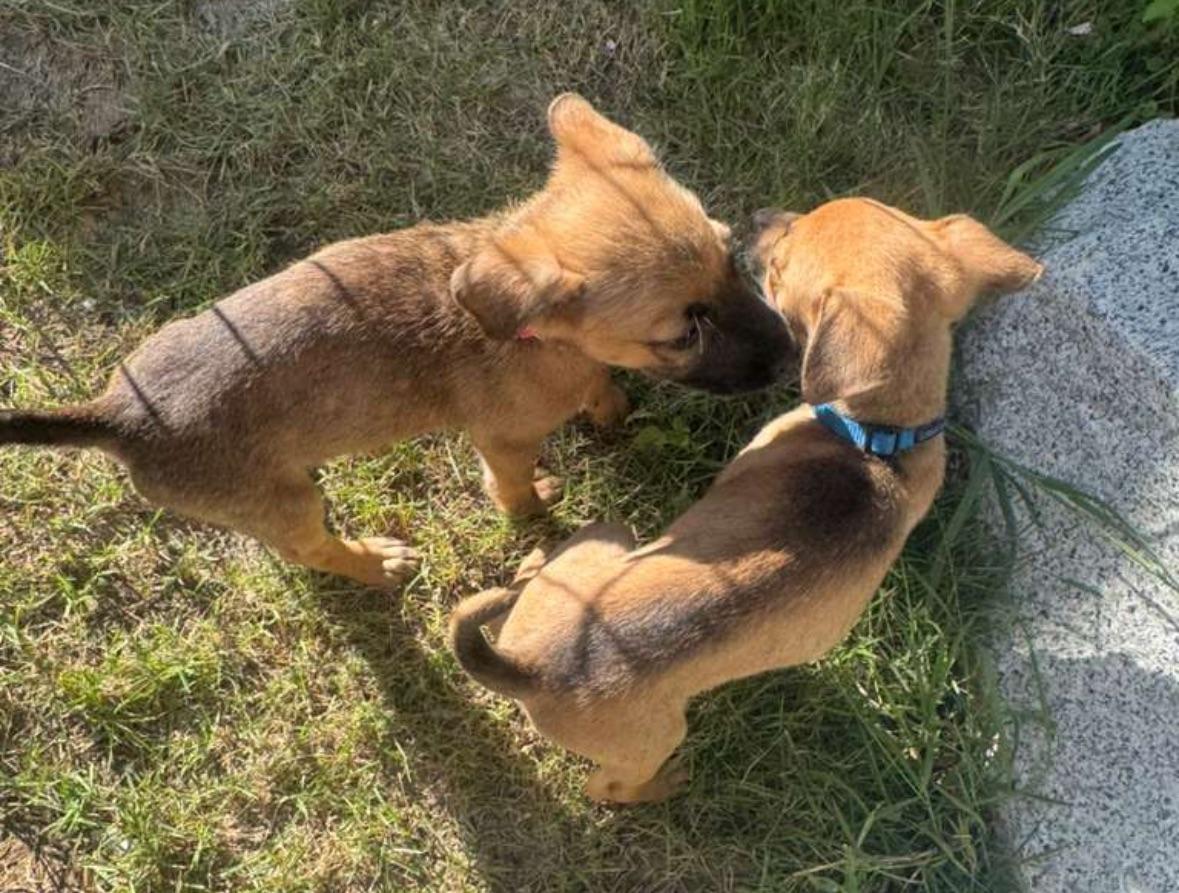 Enlarge Remmy Roo - A Sweet Boy with a Sad Story!, a Adoptable mixed breed in Santa Rosa, CA image 6/6