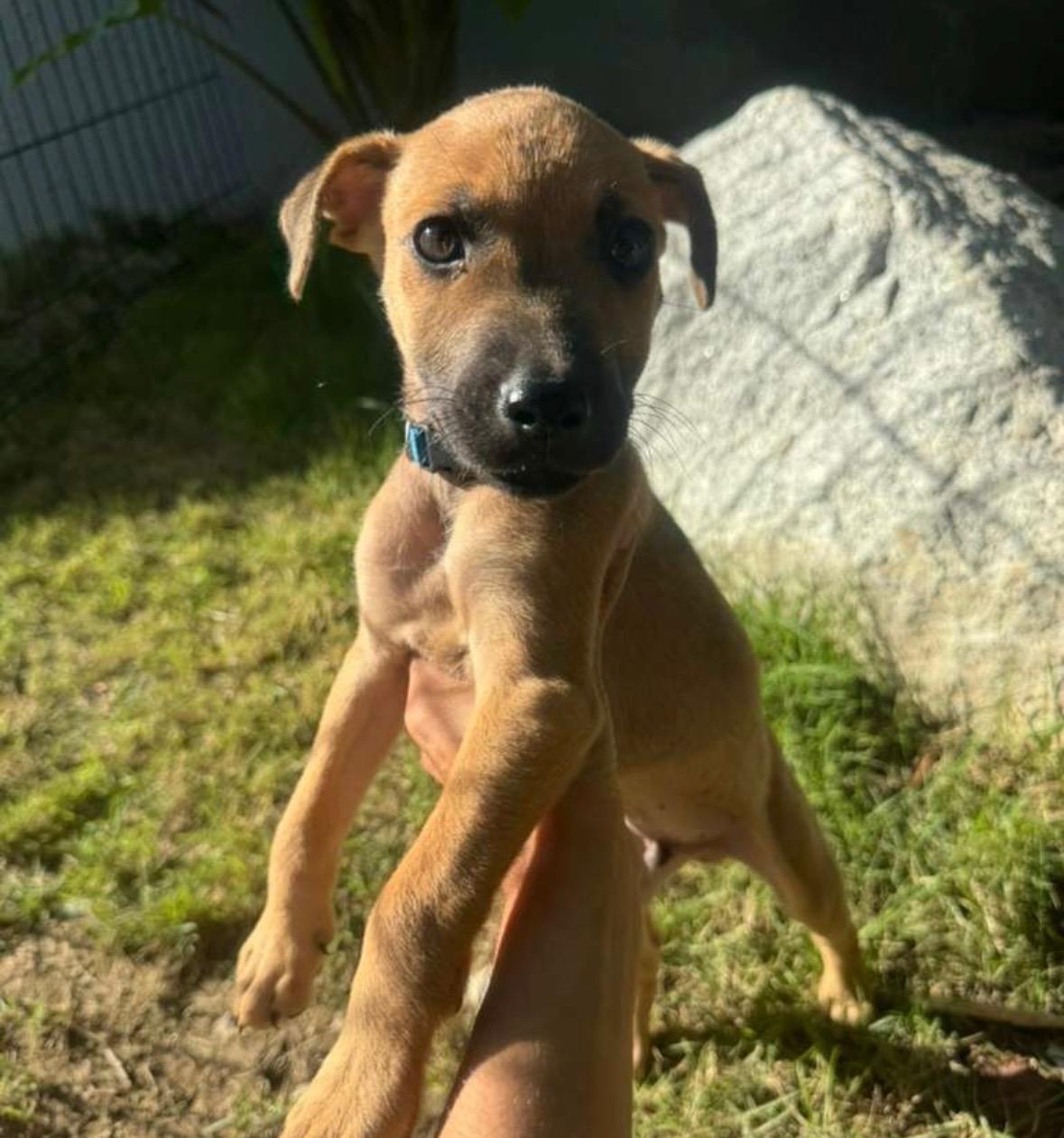 Enlarge Remmy Roo - A Sweet Boy with a Sad Story!, a Adoptable mixed breed in Santa Rosa, CA image 4/6