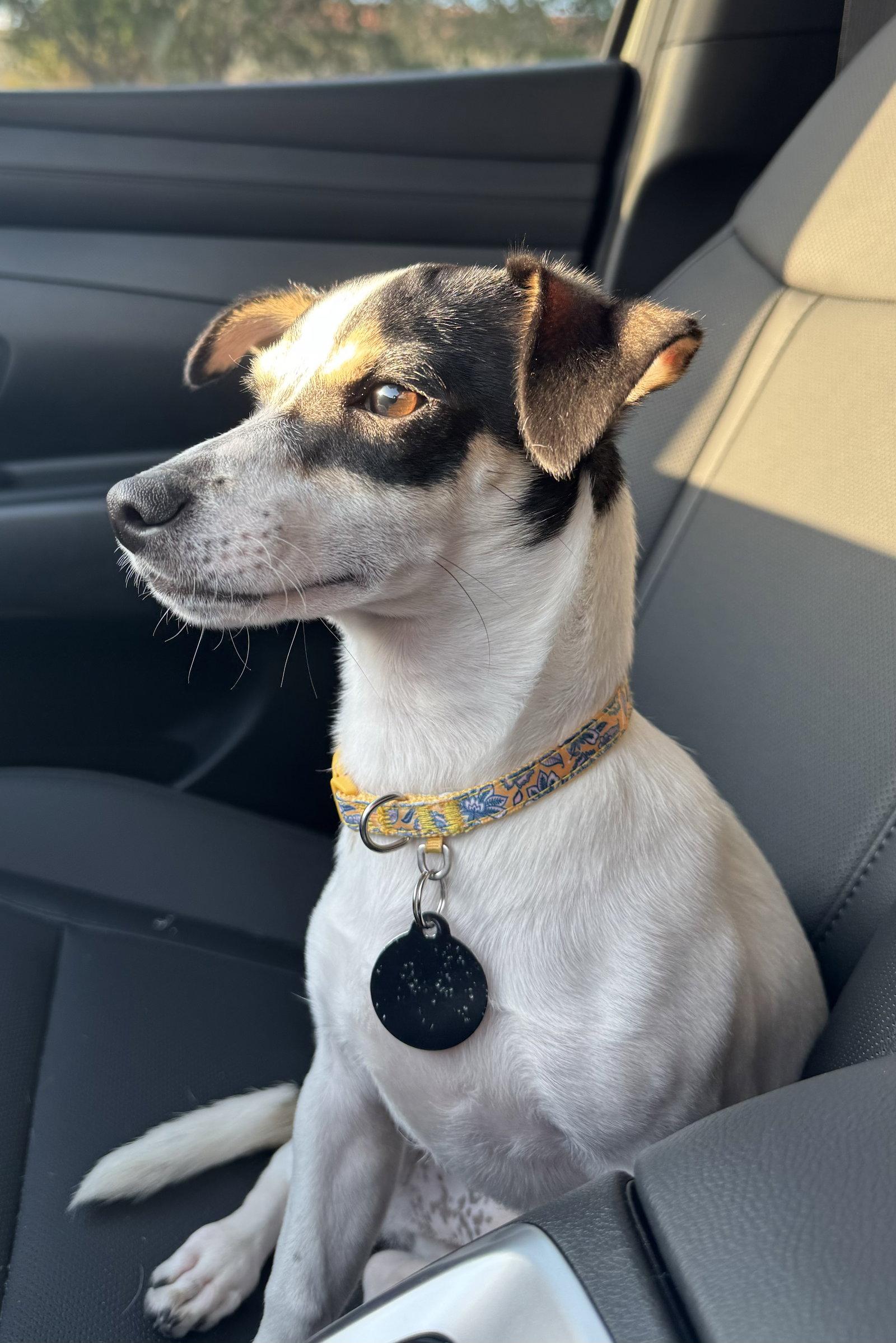 Enlarge Hopper *, a Adoptable Terrier in Royal Palm Beach, FL image 1/3