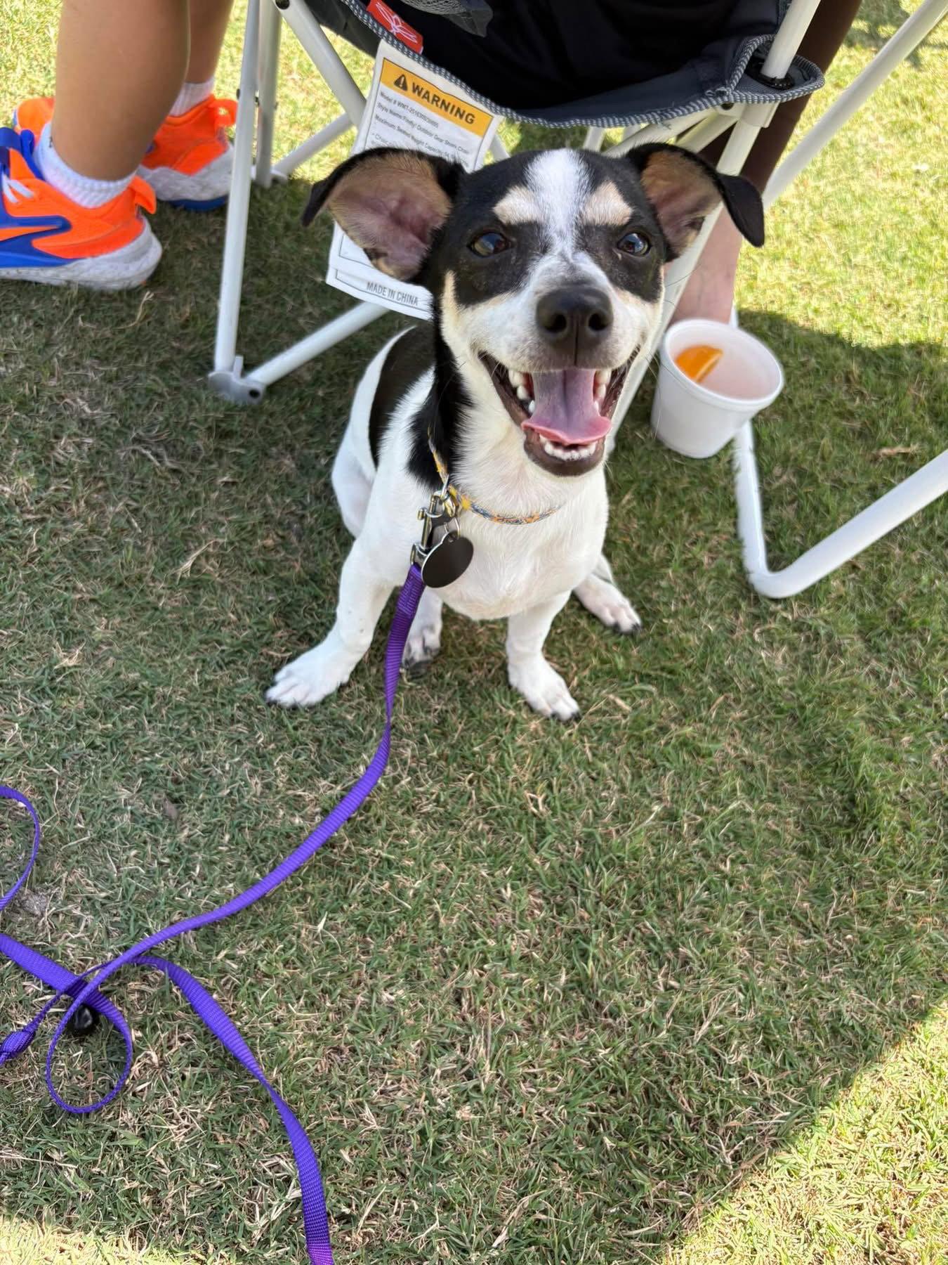 Enlarge Hopper *, a Adoptable Terrier in Royal Palm Beach, FL image 2/3