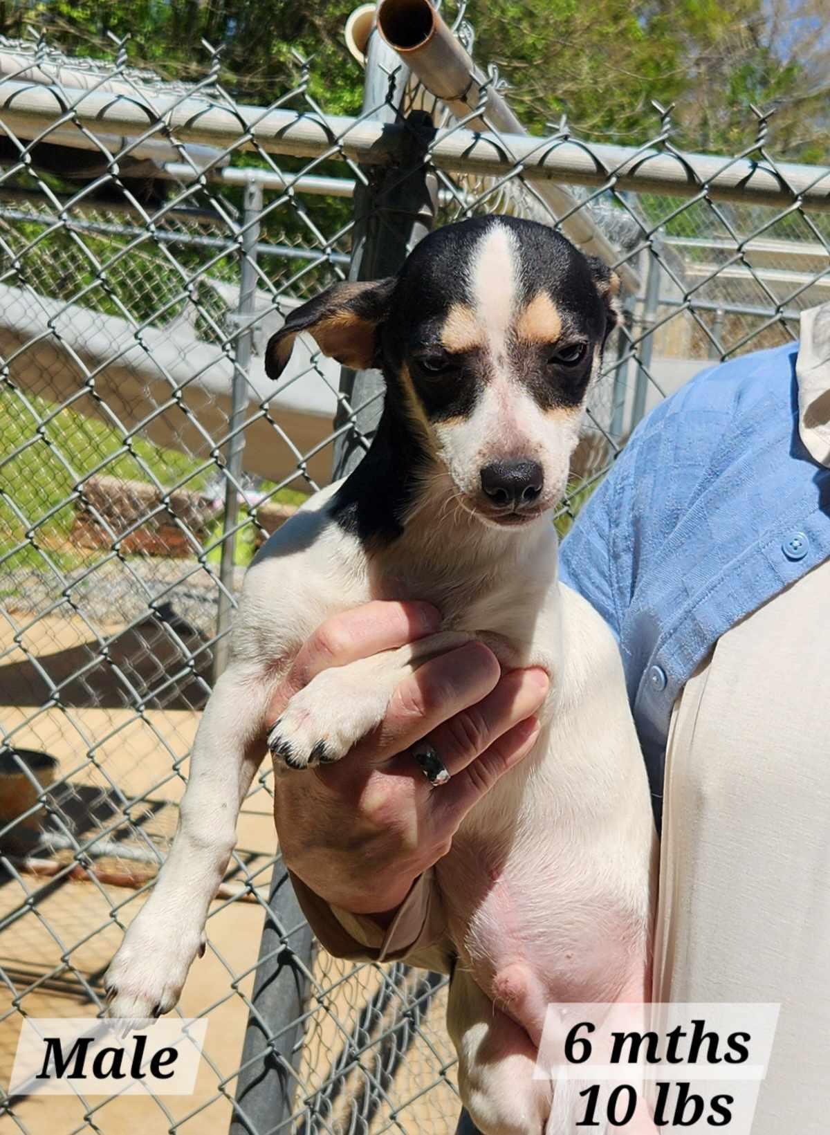 Enlarge Hopper *, a Adoptable Terrier in Royal Palm Beach, FL image 3/3