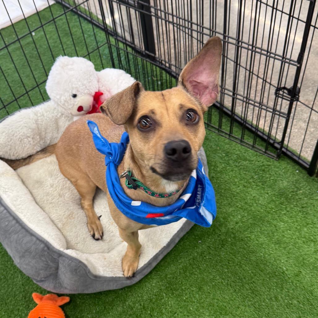 Enlarge Maggie, a Adoptable mixed breed in San Jacinto, CA image 1/6