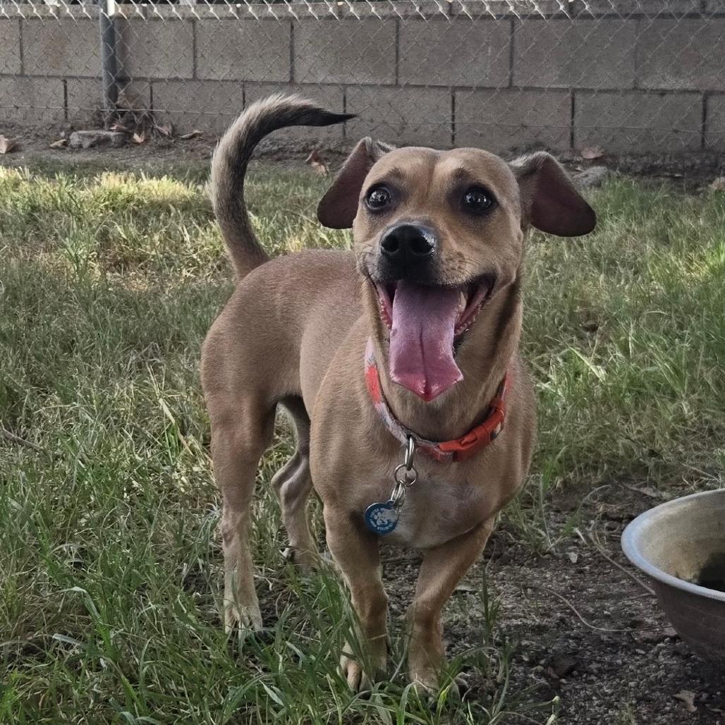 Enlarge Maggie, a Adoptable mixed breed in San Jacinto, CA image 2/6