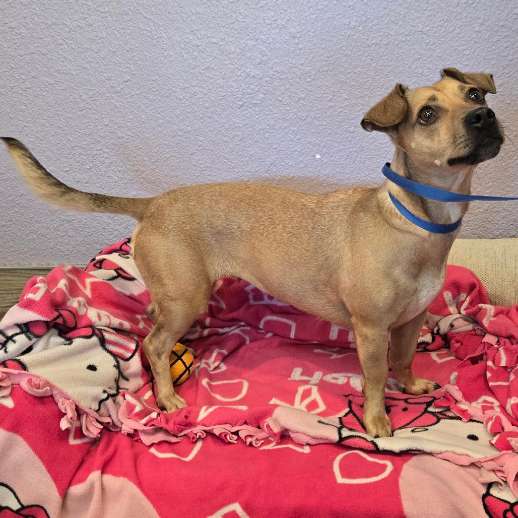Enlarge Maggie, a Adoptable mixed breed in San Jacinto, CA image 3/6