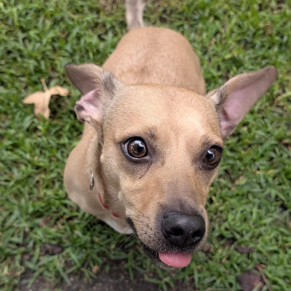 Enlarge Maggie, a Adoptable mixed breed in San Jacinto, CA image 4/6