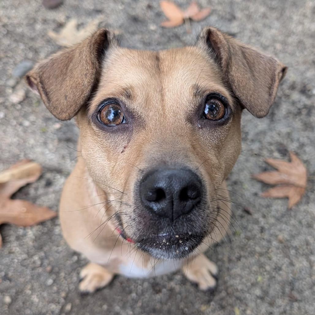 Enlarge Maggie, a Adoptable mixed breed in San Jacinto, CA image 5/6