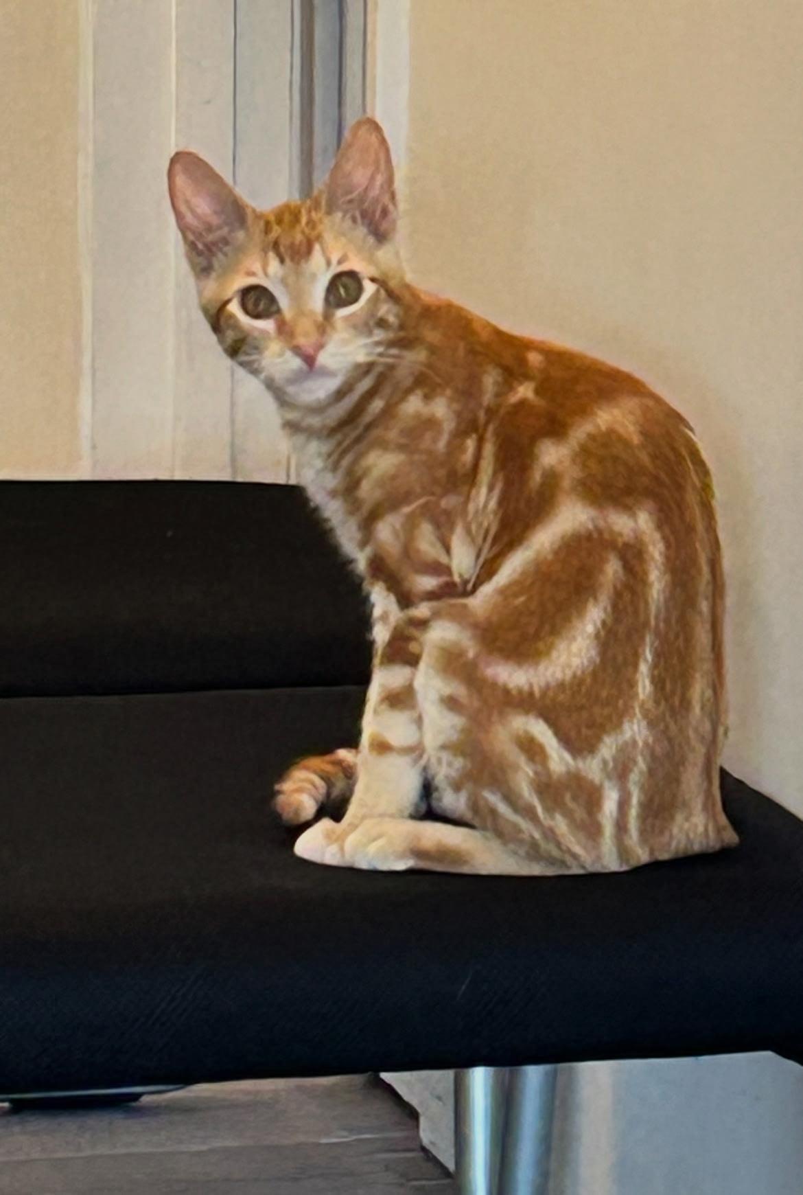 Enlarge Twizzler, a Adopted Domestic Short Hair in Chico, CA image 1/1