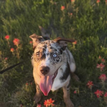 Zek, Adoptable, Young Male Catahoula Leopard Dog.