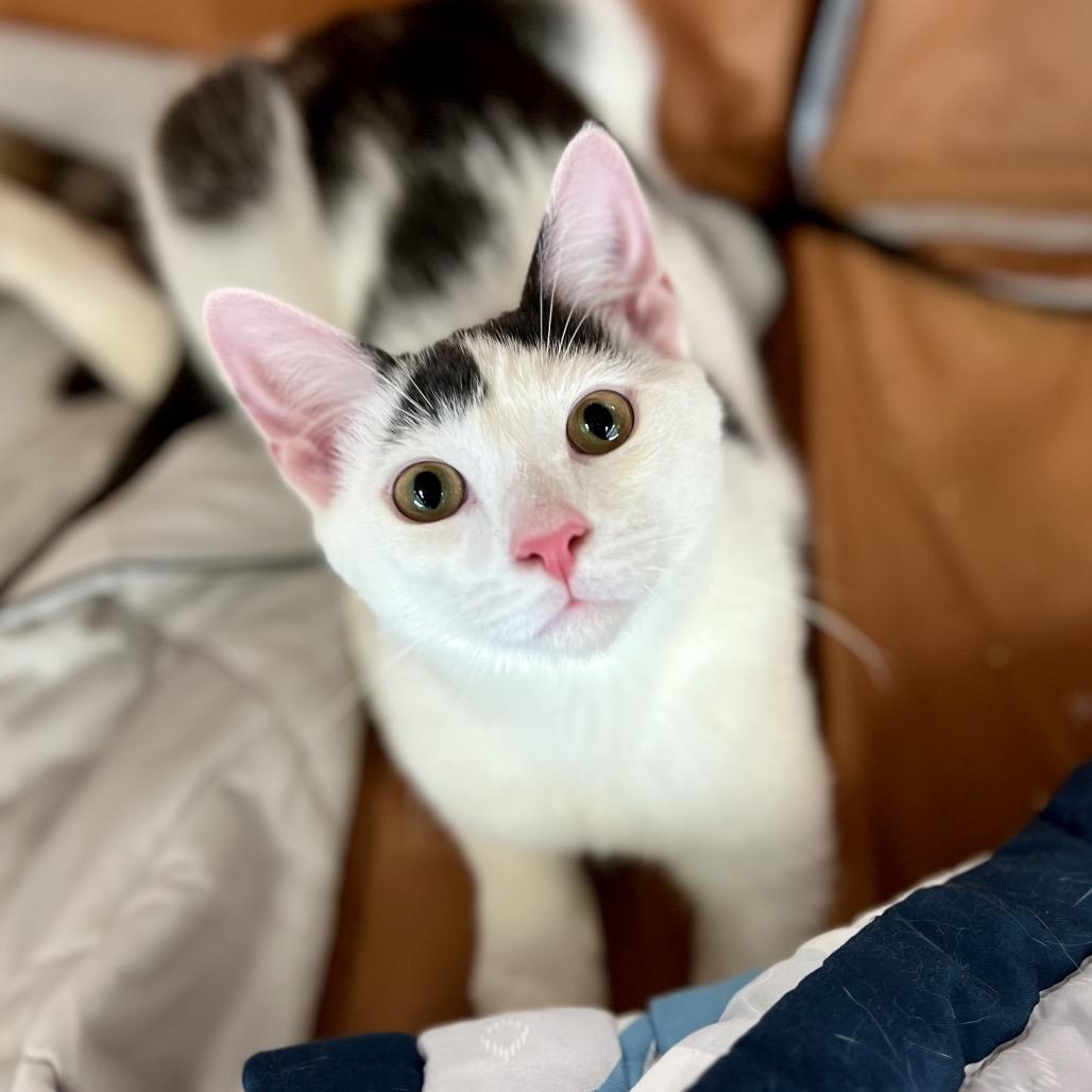 Porcelain (and Powder Sugar), Adoptable, Young Male Domestic Short Hair.