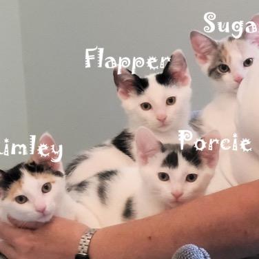 Enlarge Porcelain (and Powder Sugar), a Adoptable Domestic Short Hair in Mount Laurel, NJ image 2/6