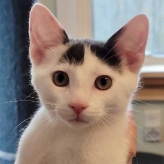 Enlarge Porcelain (and Powder Sugar), a Adoptable Domestic Short Hair in Mount Laurel, NJ image 4/6