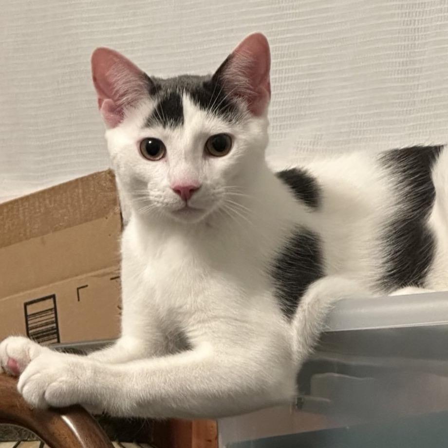 Enlarge Porcelain (and Powder Sugar), a Adoptable Domestic Short Hair in Mount Laurel, NJ image 5/6