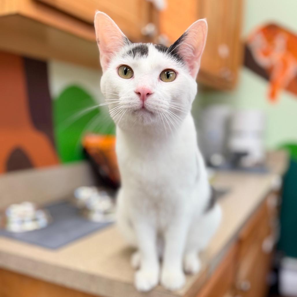 Enlarge Porcelain (and Powder Sugar), a Adoptable Domestic Short Hair in Mount Laurel, NJ image 6/6