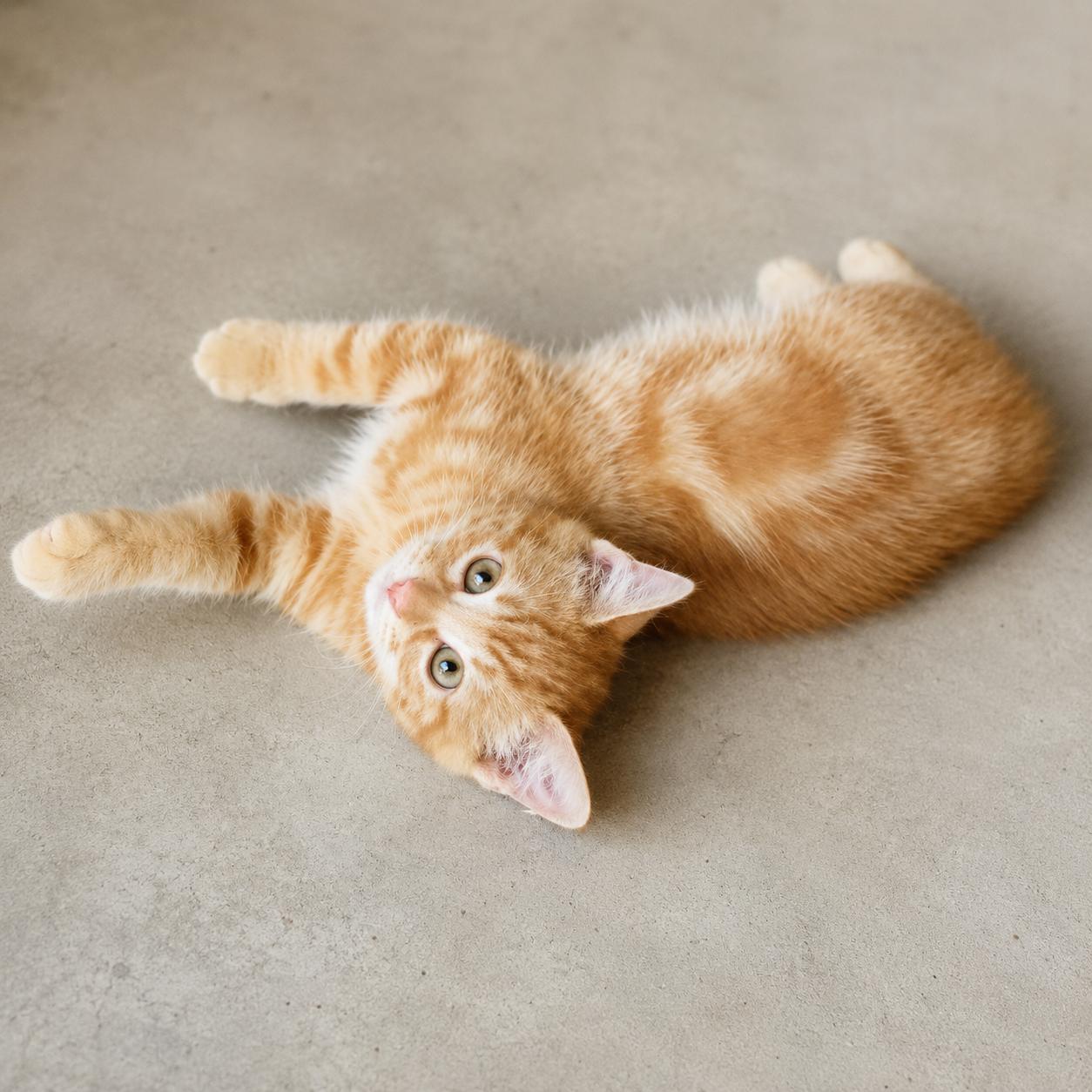 Enlarge Patrick, an adopted Tabby in Santa Cruz, CA image 6/6