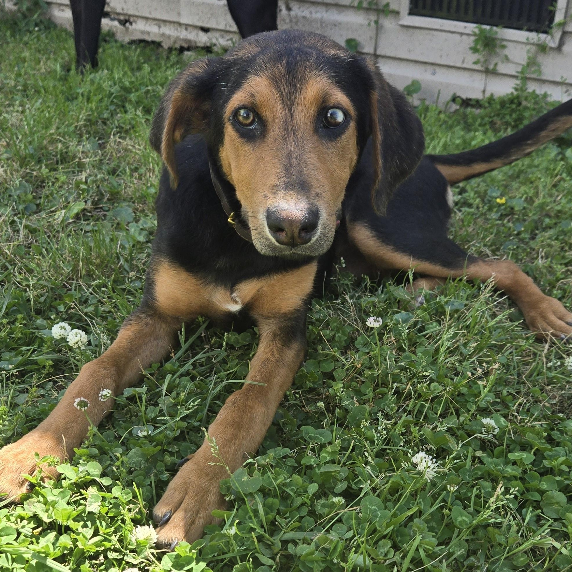 Lalita, a Adoptable mixed breed in Waxhaw, NC image 5/5