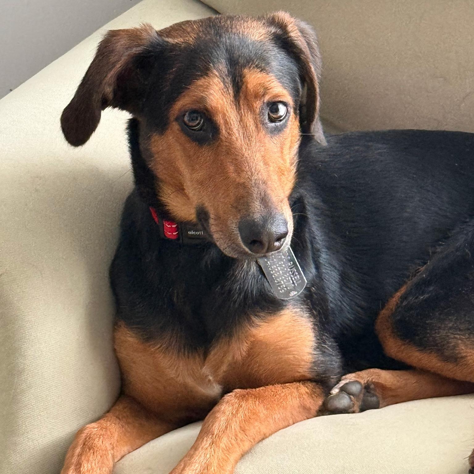 Lalita, a Adoptable mixed breed in Waxhaw, NC image 1/5