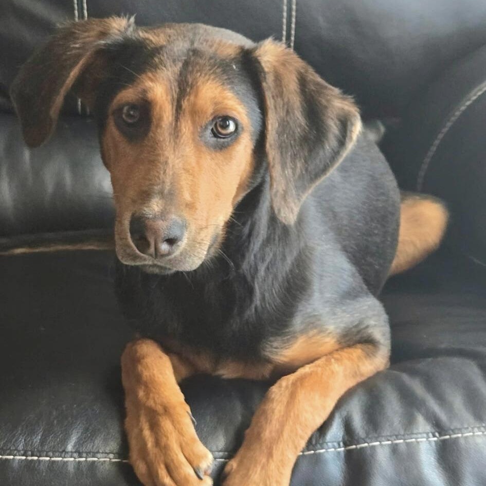 Lalita, a Adoptable mixed breed in Waxhaw, NC image 3/5