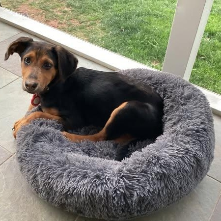 Lalita, a Adoptable mixed breed in Waxhaw, NC image 4/5